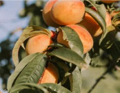fruit on a tree