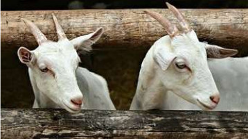 two goats