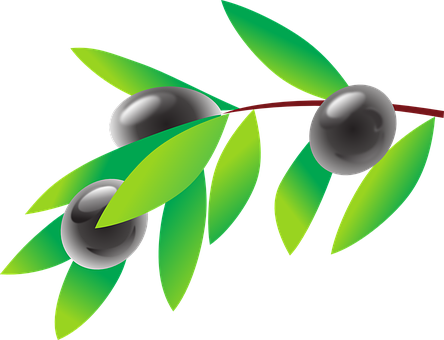 olive branch with three olives