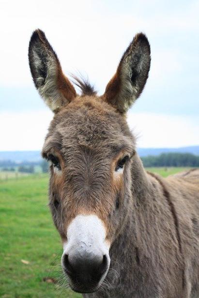 Donkey, Lelkendorf, Gray Donkey, Donkey Head