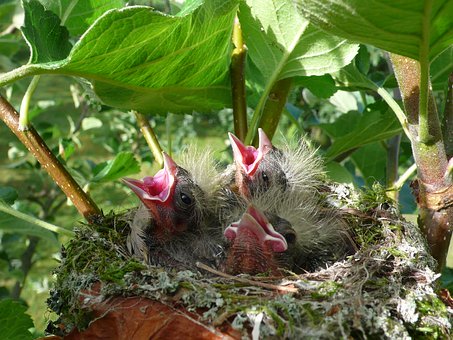 Chick, Spring, Birds, Life, Little Birds