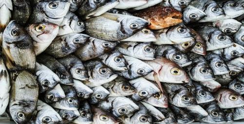 fish