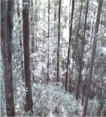 trees
