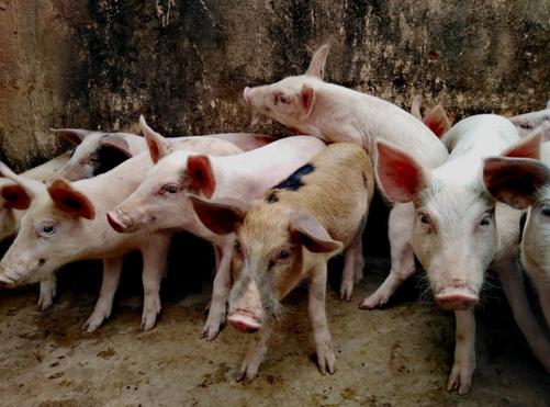 white pigs