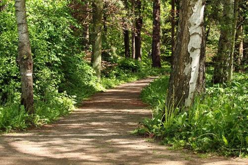 wooded path