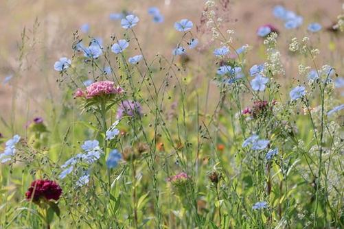 wildflowers