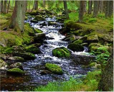 river in the woods