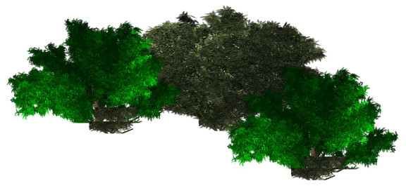 bushes