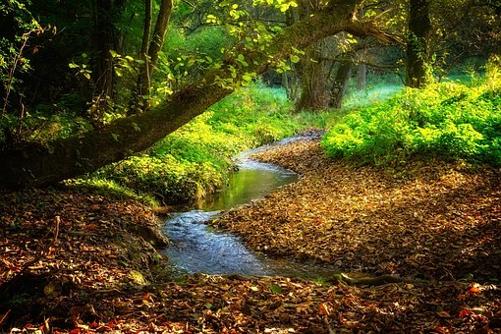 River through woods